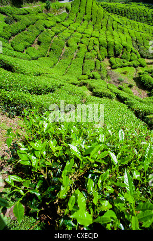 BOH la piantagione di tè, Cameron Highlands, Malaysia, Asia sud-orientale, Asia Foto Stock
