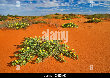 Fiori nelle dune di sabbia rossa del deserto di Simpson dopo una certa pioggia. Foto Stock