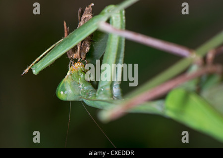 Una Gigantesca mantide religiosa asiatica di mangiare una falena Foto Stock