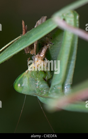 Una Gigantesca mantide religiosa asiatica di mangiare una falena Foto Stock