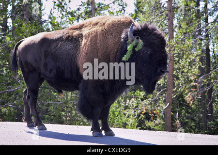 Bisonte sulla strada ho Foto Stock