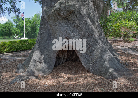 Cava di Live Oak tree nei giardini a Boone Hall Plantation vicino a Charleston, Carolina del Sud. Foto Stock