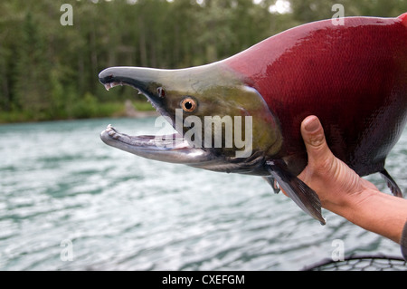 Il Kenai River offre una grande pesca per rainbow e il dolly varden trota, salmerino alpino e il Salmone Sockeye nel bellissimo ambiente Foto Stock