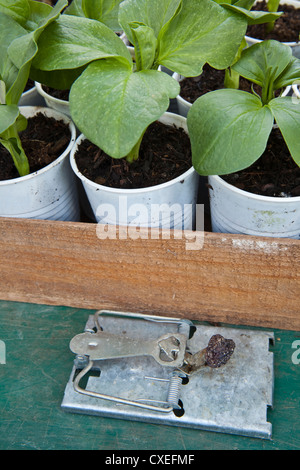 Un mouse set trap in una serra per proteggere fave piantine. Foto Stock