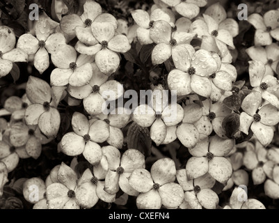 Close up di Corniolo fiori. Hughes giardini d'acqua, Oregon Foto Stock