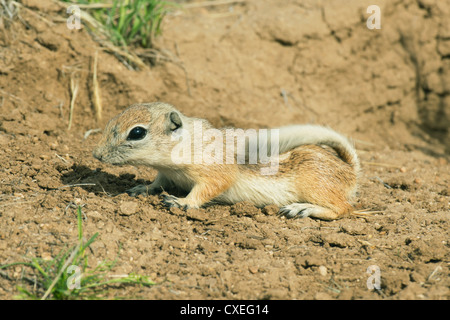 San Joaquin Antelope scoiattolo (Ammospermophilus nelsoni) in via di estinzione, Carrizo Plain monumento nazionale, California - coda scodinzolante Foto Stock