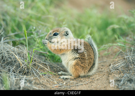 San Joaquin Antelope scoiattolo (Ammospermophilus nelsoni) in via di estinzione, Carrizo Plain monumento nazionale, California Foto Stock