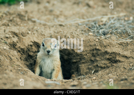 San Joaquin Antelope scoiattolo (Ammospermophilus nelsoni) in via di estinzione, Carrizo Plain monumento nazionale, California Foto Stock