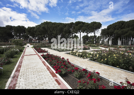 Magnifico rosario nella primavera del Madrid Foto Stock