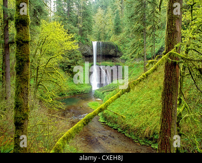 Centro Nord cade in primavera. Silver Falls State Park, Oregon Foto Stock