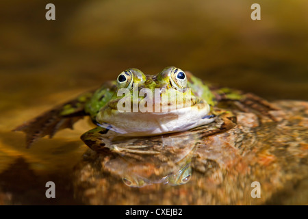 Acqua / rana Rana esculenta Foto Stock