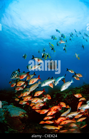 Sun illuminazione di un oceano in scena con la scuola luminosi di pesci che nuotano lungo Foto Stock