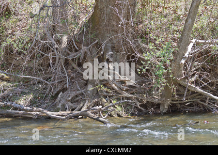 Un intricato ringhio di radici di albero lungo una riva di un fiume Foto Stock