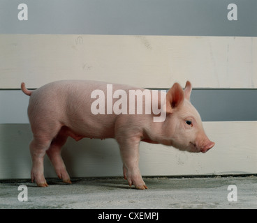 Yorkshire piglet; 15 libbre, 3 settimane / PENNSYLVANIA Foto Stock