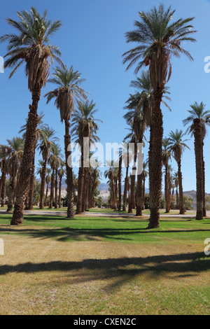 Avenue nel Palm grove Foto Stock