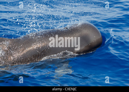 A breve alettato di Balene Pilota, Globicephala macrorhynchus, Indischer Grindwal, selvatici, Maldive, Oceano Indiano Foto Stock