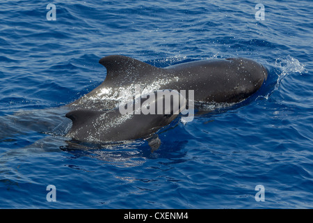 A breve alettato di Balene Pilota, Globicephala macrorhynchus, Indischer Grindwal, selvatici, Maldive, Oceano Indiano, madre e coppia di vitello Foto Stock