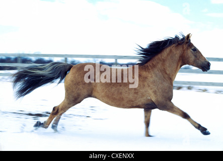 Cioccolato stallone palomino al galoppo Foto Stock