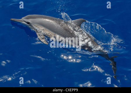 Spinner il Delfino Stenella longirostris, Ostpazifischer Delfin, selvagge, affiorante, Maldive, Oceano Indiano, Foto Stock