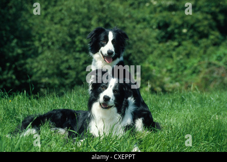 Due border collies - Vista anteriore, una seduta e uno sdraiato / Irlanda Foto Stock
