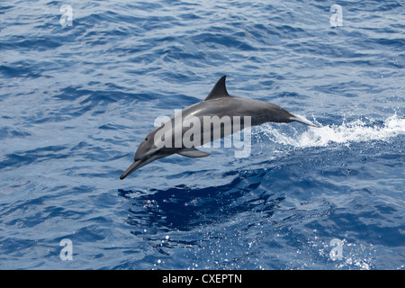 Spinner il Delfino Stenella longirostris, Ostpazifischer Delfin, selvatici, saltando, Maldive, Oceano Indiano, Foto Stock