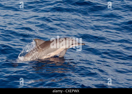 Spinner il Delfino Stenella longirostris, Ostpazifischer Delfin, selvatici, saltando, Maldive, Oceano Indiano, Foto Stock