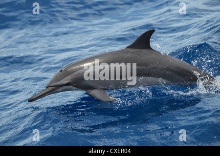 Spinner il Delfino Stenella longirostris, Ostpazifischer Delfin, selvatici, saltando, Maldive, Oceano Indiano, Foto Stock