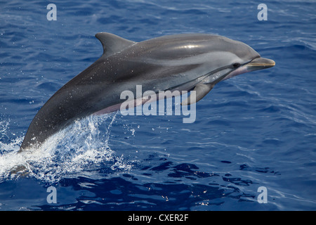 Striped Dolphin, Blau-Weißer Delfin, Stenella coeruleoalba, selvatici, saltando Maldive Oceano Indiano Foto Stock