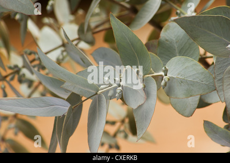 Silver Dollar eucalipto (Eucalyptus perriniana) ramo e foglie Foto Stock