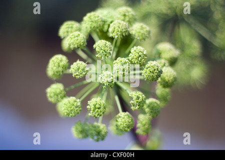 Piano di Angelica. Close-up Foto Stock