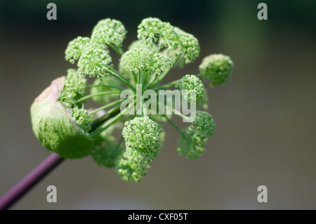 Piano di Angelica. Close-up Foto Stock