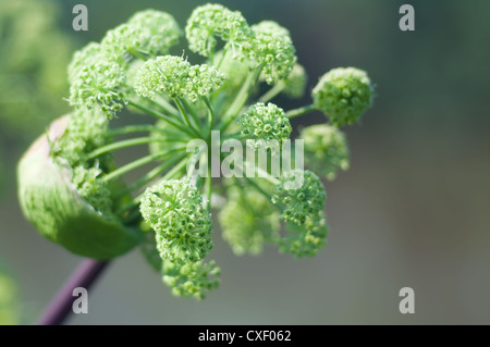 Piano di Angelica. Close-up Foto Stock