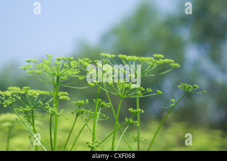 Piano di Angelica. Close-up Foto Stock