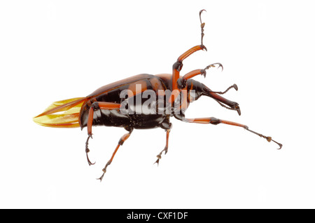 Femmina marrone curculione palm snout beetle Foto Stock