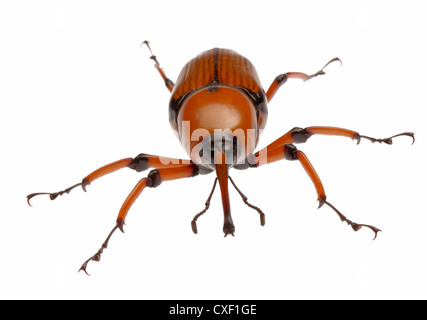Femmina marrone curculione palm snout beetle Foto Stock
