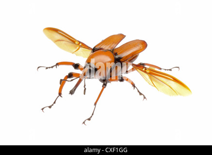 Femmina marrone curculione palm snout beetle Foto Stock