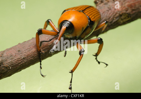 Curculione palm snout beetle Foto Stock