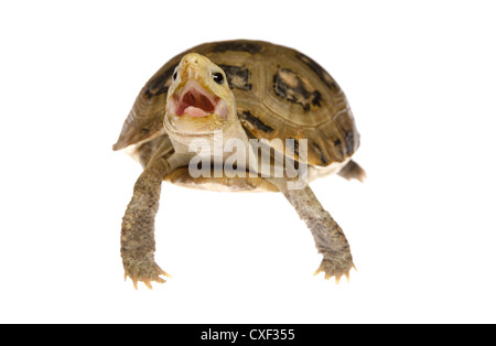 Il pet turtle tartaruga Foto Stock