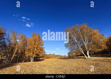 Golden bosco di betulle, in autunno Foto Stock