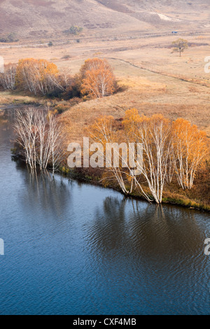Autunno di betulle in waterside Foto Stock