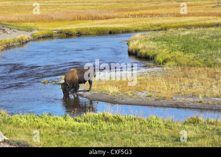Il bisonte bevande Foto Stock