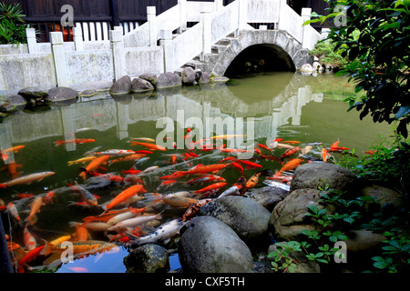 Koi in stagno Foto Stock