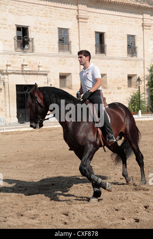 Il Caballerizas Reales, XVI secolo scuderie reali a Cordoba Andalusia Spagna dove visualizza di equitazione sono tenuti Foto Stock