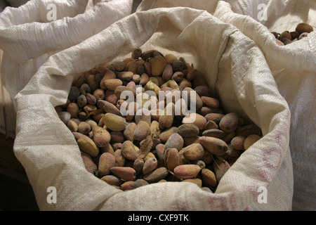 Immagine: Steve - Gara - appena raccolto Llargueta mandorle in sacchi, Catalunya, Spagna. Foto Stock