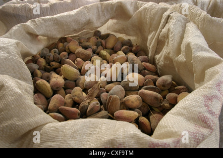 Immagine: Steve - Gara - appena raccolto Llargueta mandorle in sacchi, Catalunya, Spagna. Foto Stock