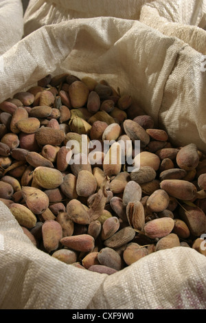 Immagine: Steve - Gara - appena raccolto Llargueta mandorle in sacchi, Catalunya, Spagna. Foto Stock