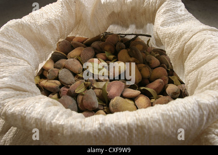 Immagine: Steve - Gara - appena raccolto Llargueta mandorle in sacchi, Catalunya, Spagna. Foto Stock