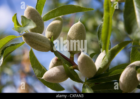 In prossimità di un albero di mandorle ramo con frutti youngs Foto Stock