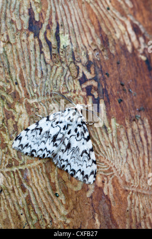 Archi nero Moth; Lymantria monacha; Regno Unito Foto Stock