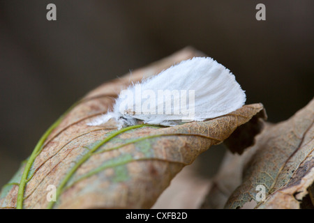 Coda marrone Moth; Euproctis chrysorrhoea; femmina; Regno Unito Foto Stock